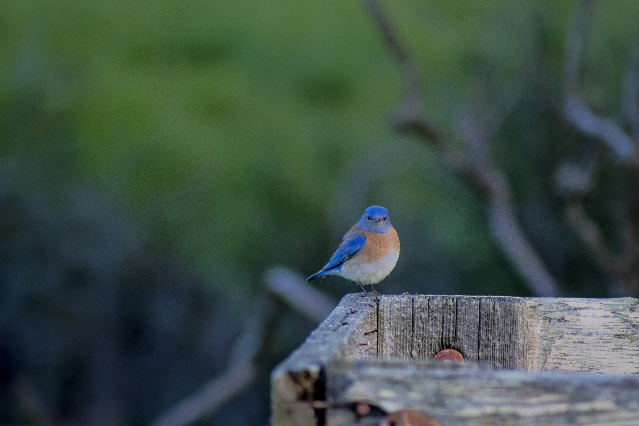A small blue bird perched on top of a wooden branch