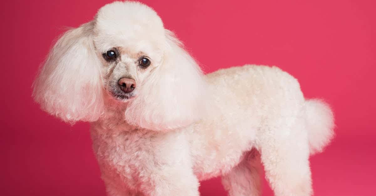 A dog wearing a pink teddy bear